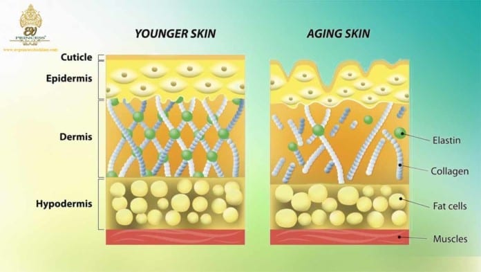 Collagen là gì và tác dụng của nó đối với da phụ nữ chúng ta?