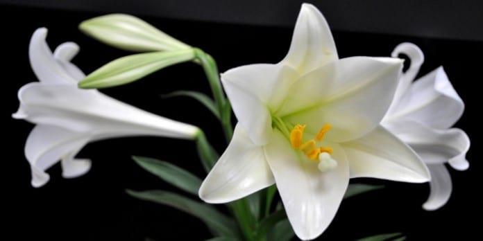 Truyền thuyết về loài hoa Bách Hợp – Lily | Nông sản đặc sản