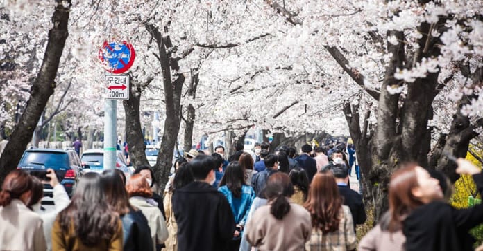 Vẫn có 1 triệu người đến Yeouido vui vẻ với xuân trong mùa dịch bệnh COVID-19