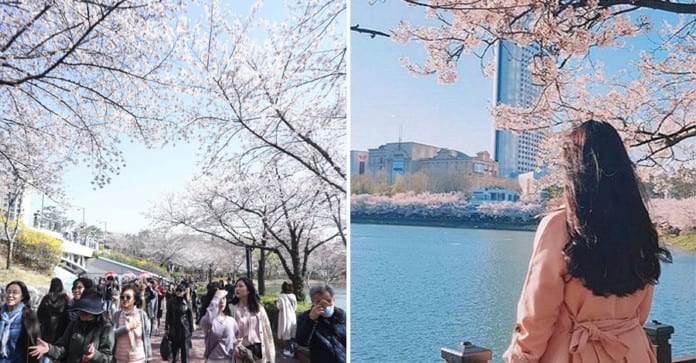 Seoul phát sốt vì dịch vụ "ngắm hoa online" mùa dịch COVID-19
