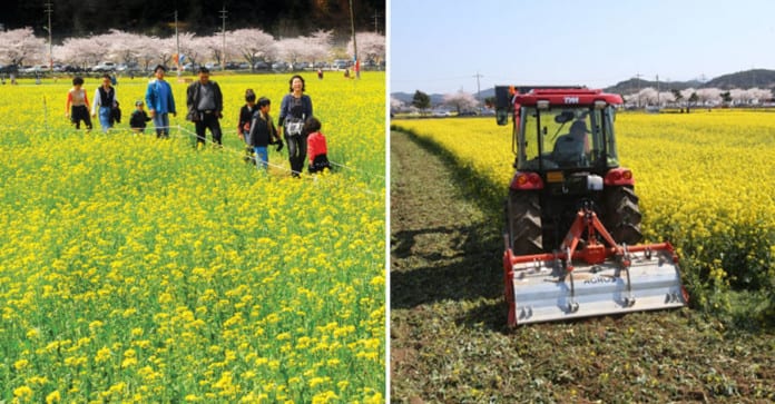Đau lòng Samcheok phá bỏ cánh đồng hoa cải dầu 5.5 ha vì dịch bệnh COVID-19