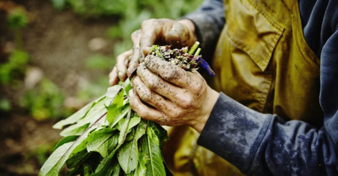 Hàn Quốc khuyến khích ăn 5 loại rau củ này để ủng hộ nông dân trong mùa COVID-19