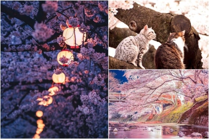 Cách ly toàn xã hội, ở nhà ngắm ngay 24 tấm ảnh hoa xuân đẹp tuyệt này của Hàn Quốc