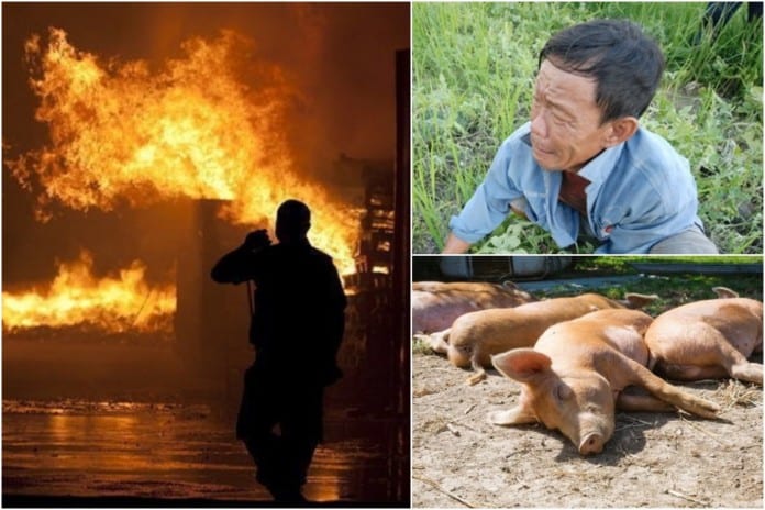 Nông dân Hàn Quốc khóc ròng vì thảm kịch 400 con lợn bị thiêu cháy giữa đêm
