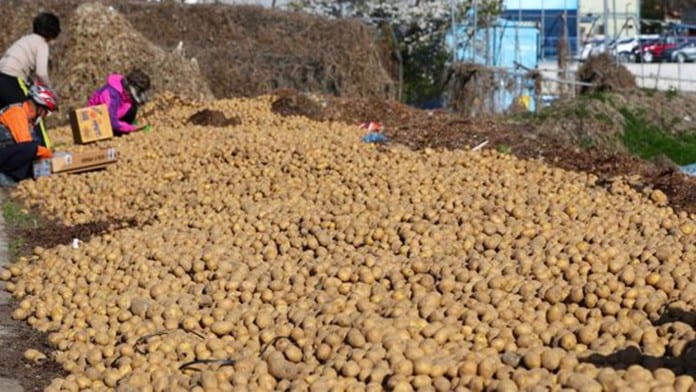 Nông dân Gangwon tặng miễn phí khoai tây "xịn"