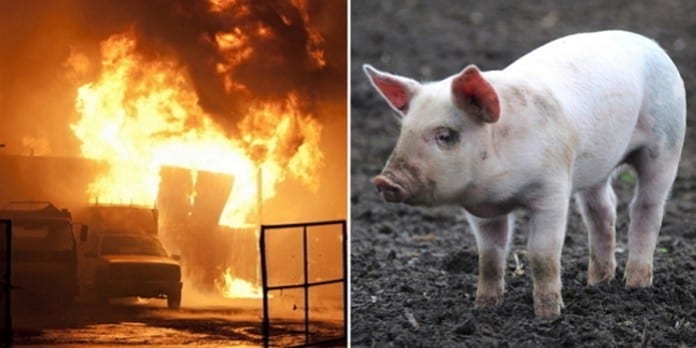 Jeju: 2.300 con lợn bị thiêu cháy trong 9 giờ, thiệt hại lên đến 1 tỷ KRW