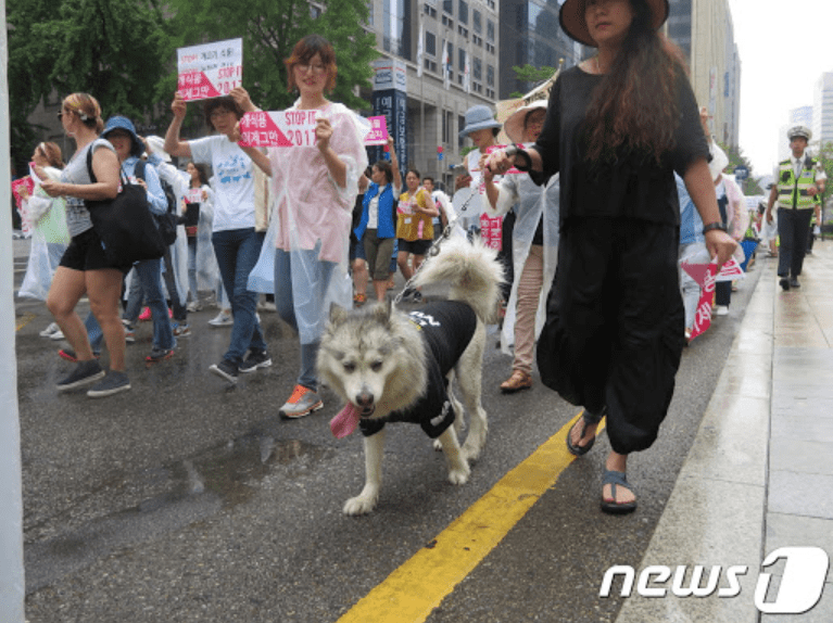 Những người biểu tình phản đối ăn thịt chó dẫn chú cún cưng đi theo.
