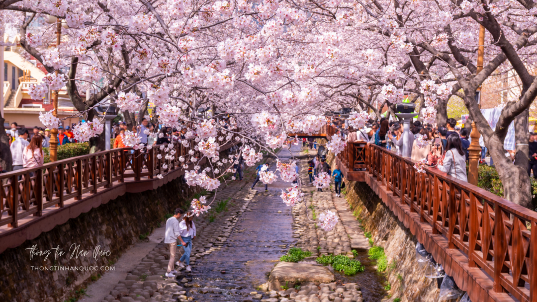 12 Lễ hội hoa anh đào đẹp nhất Hàn Quốc