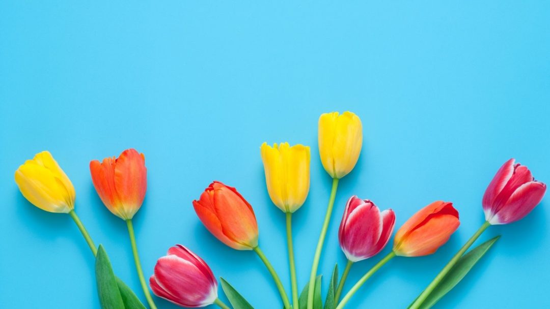 Lễ hội hoa Tulip nổi tiếng ở Hàn Quốc