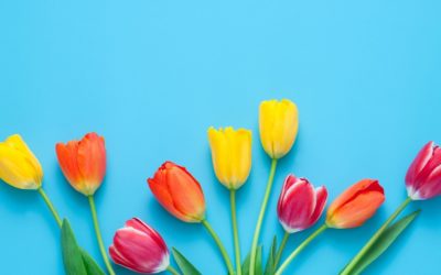 5 Lễ hội hoa Tulip nổi tiếng ở Hàn Quốc
