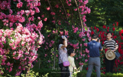 Lễ hội hoa hồng mùa hè ở Hàn Quốc