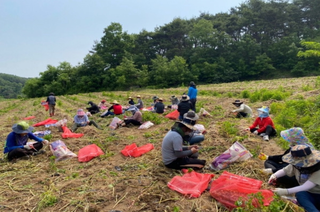 Lương 150 USD/ngày, nông nghiệp Hàn Quốc vẫn thiếu nhân lực trầm trọng